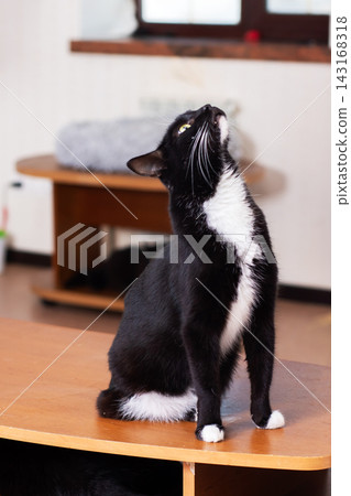 Black and white tuxedo cat sitting on wooden table with bright upward gaze and alert posture in cozy indoor room near window daylight Black and white tuxedo cat sitting on wooden table with bright upward gaze and alert posture in cozy indoor room near window daylight 143168318
