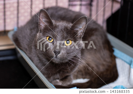 Grey domestic shorthaired cat resting in litter tray inside cage, alert gaze with eyes wide open, curled posture under warm indoor lighting and visible litter Grey domestic shorthaired cat resting in litter tray inside cage, alert gaze with eyes wide open, curled posture under warm indoor lighting and visible litter 143168335