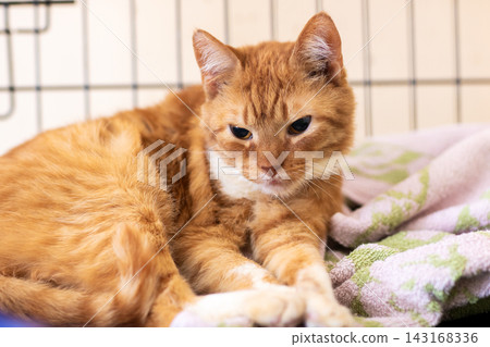 Ginger tabby cat resting on patterned blanket inside wire indoor enclosure with warm soft lighting, partially open eyes, relaxed paws, and calm indoor pet shelter atmosphere Ginger tabby cat resting on patterned blanket inside wire indoor enclosure with warm soft lighting, partially open eyes, relaxed paws, and calm indoor pet shelter atmosphere 143168336