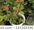 Hanakilin attaching flowers on slim body like giraffe 143168396