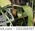 A large white bud of a moonlit beauty that can only be enjoyed for one night. 143168397