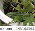 Grown-up bitter melon 143168398