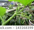 The pumpkins in our garden have buds on them. 143168399