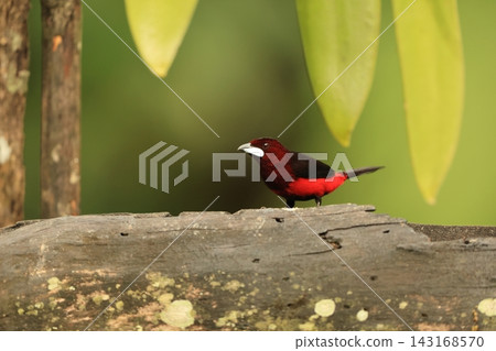 Black-bellied Red-flanked Tanager 143168570