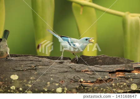 Solitary fowl Solitary fowl 143168647