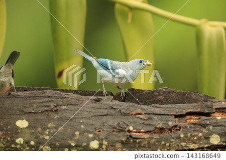 Solitary fowl Solitary fowl 143168649