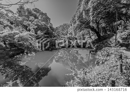 Trees and garden pond reflected in monochrome water, May 2024. Trees and garden pond reflected in monochrome water, May 2024. 143168716