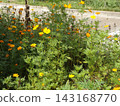 yellow cosmos flower 143168770