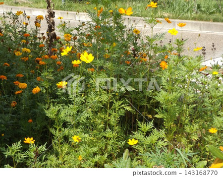 黃色的宇宙花 黃色的宇宙花 143168770