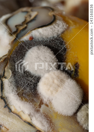 Macro shot of black and white mold colonies growing on a rotting yellow surface. Macro shot of black and white mold colonies growing on a rotting yellow surface. 143168836
