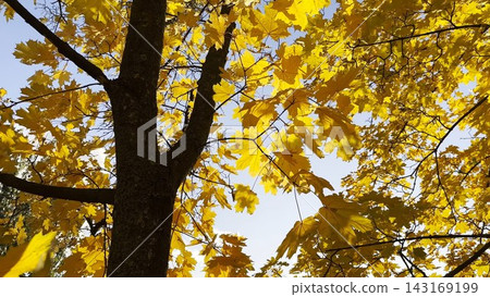 Golden maple leaves on tree branches gently swaying in the wind with sunlight at background. Lush autumn yellow foliage swinging on the breeze at forest. Beautiful colorful fall season. Close up Golden maple leaves on tree branches gently swaying in the wind with sunlight at background. Lush autumn yellow foliage swinging on the breeze at forest. Beautiful colorful fall season. Close up 143169199