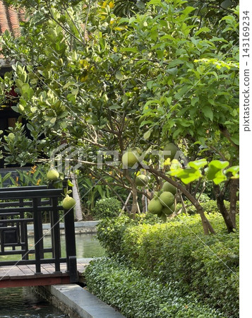 Fruits that grow on garden trees Fruits that grow on garden trees 143169234