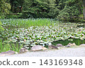 Lotus leaves floating in a pond 143169348