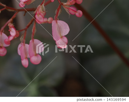 A beautiful water droplet on a pink plant flower, photographed in late January at a botanical garden in Yamaguchi Prefecture (taken with a macro lens). 143169594