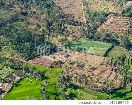 Aerial Agricultural Landscape of Ngajum Rice Fields Aerial Agricultural Landscape of Ngajum Rice Fields 143169705