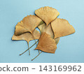 Dried Ginkgo Leaves Flat Lay on Blue Background 143169962
