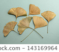 Dried Ginkgo Leaves Arranged on Teal Background 143169964