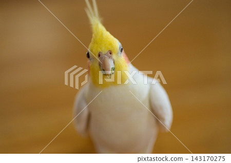 A cockatiel whose beak got dirty from eating vegetables. A cockatiel whose beak got dirty from eating vegetables. 143170275
