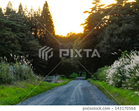 As autumn twilight approaches near the Koiwai Farm pasture. As autumn twilight approaches near the Koiwai Farm pasture. 143170568