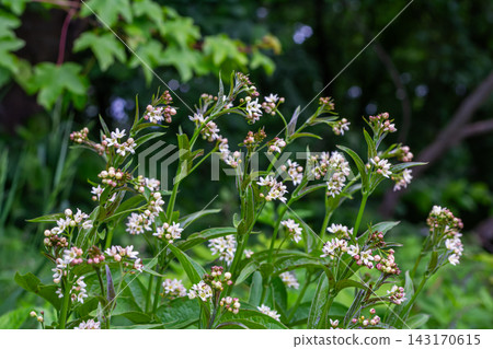 Vincetoxicum hirundinaria blooms in a lush green environment during springtime showcasing its delicate white flowers amidst vibrant foliage Vincetoxicum hirundinaria blooms in a lush green environment during springtime showcasing its delicate white flowers amidst vibrant foliage 143170615