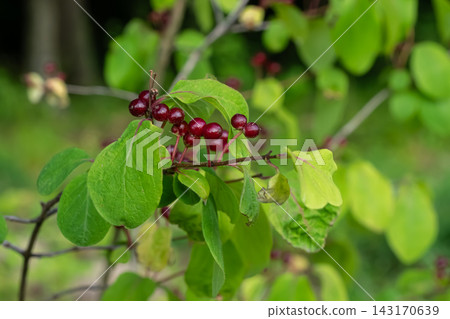 Beautiful clusters of Fly honeysuckle berries surrounded by lush green leaves during a sunny spring day in a woodland setting Beautiful clusters of Fly honeysuckle berries surrounded by lush green leaves during a sunny spring day in a woodland setting 143170639
