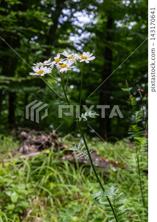 Feverfew blooms thrive in a lush green forest showcasing delicate white petals and vibrant yellow centers during a warm summer afternoon Feverfew blooms thrive in a lush green forest showcasing delicate white petals and vibrant yellow centers during a warm summer afternoon 143170641