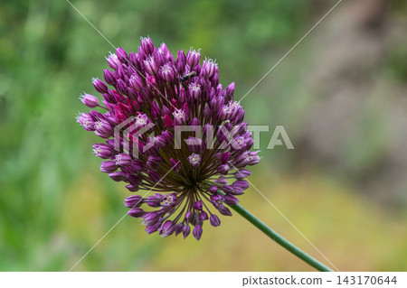 Round-headed leek blooms showcase vibrant purple flowers attracting pollinators in a garden setting under soft daylight Round-headed leek blooms showcase vibrant purple flowers attracting pollinators in a garden setting under soft daylight 143170644