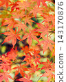 Red leaves of Japanese maple in autumn park 143170876