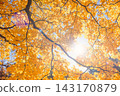 Bright colorful autumn landscape 143170879