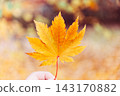 Woman holding orange autumn leaf in hand 143170882