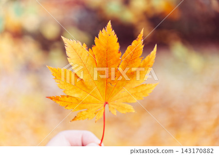 Woman holding orange autumn leaf in hand Woman holding orange autumn leaf in hand 143170882