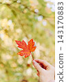 Woman holding red autumn maple leaf in hand 143170883