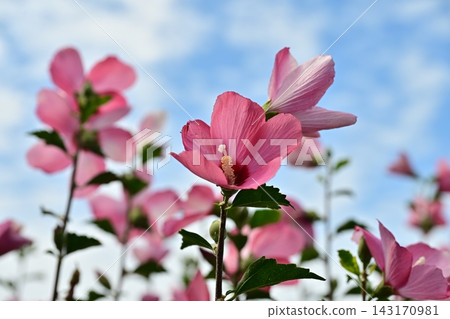 Rose of Sharon Rose of Sharon 143170981