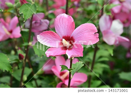 Rose of Sharon Rose of Sharon 143171001