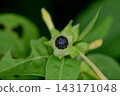 Powdery Flower Seeds 143171048