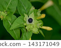 Powdery Flower Seeds 143171049