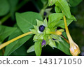 Powdery Flower Seeds 143171050