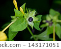 Powdery Flower Seeds 143171051