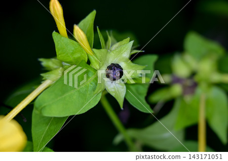 白色的花種子 143171051