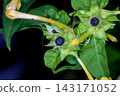Powdery Flower Seeds 143171052