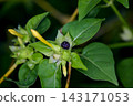 Powdery Flower Seeds 143171053