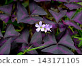 Oxalis Trian Grus 143171105