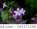 Oxalis Trian Grus 143171106