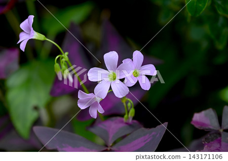 Oxalis Trian Grus Oxalis Trian Grus 143171106