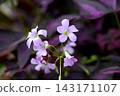 Oxalis Trian Grus 143171107