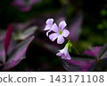 Oxalis Trian Grus 143171108