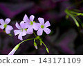 Oxalis Trian Grus 143171109