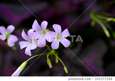 Oxalis Trian Grus 143171109