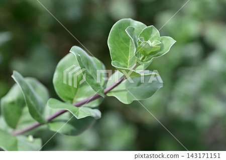 Vitex rotundifolia Vitex rotundifolia 143171151