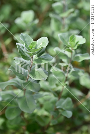 Vitex rotundifolia Vitex rotundifolia 143171152